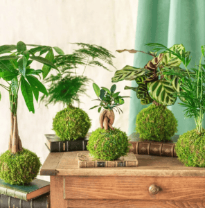 adult craft kokedama sq