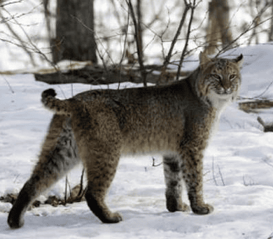 a bobcat stands on snow in a forested area, looking back over its shoulder.