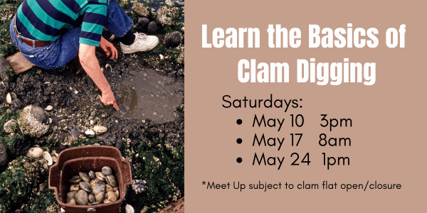 clams