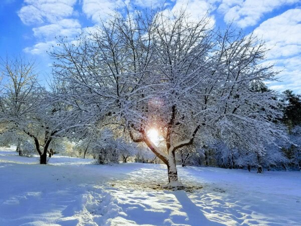 Snow-covered trees in a winter landscape with sunlight shining through branches under a blue sky with scattered clouds.