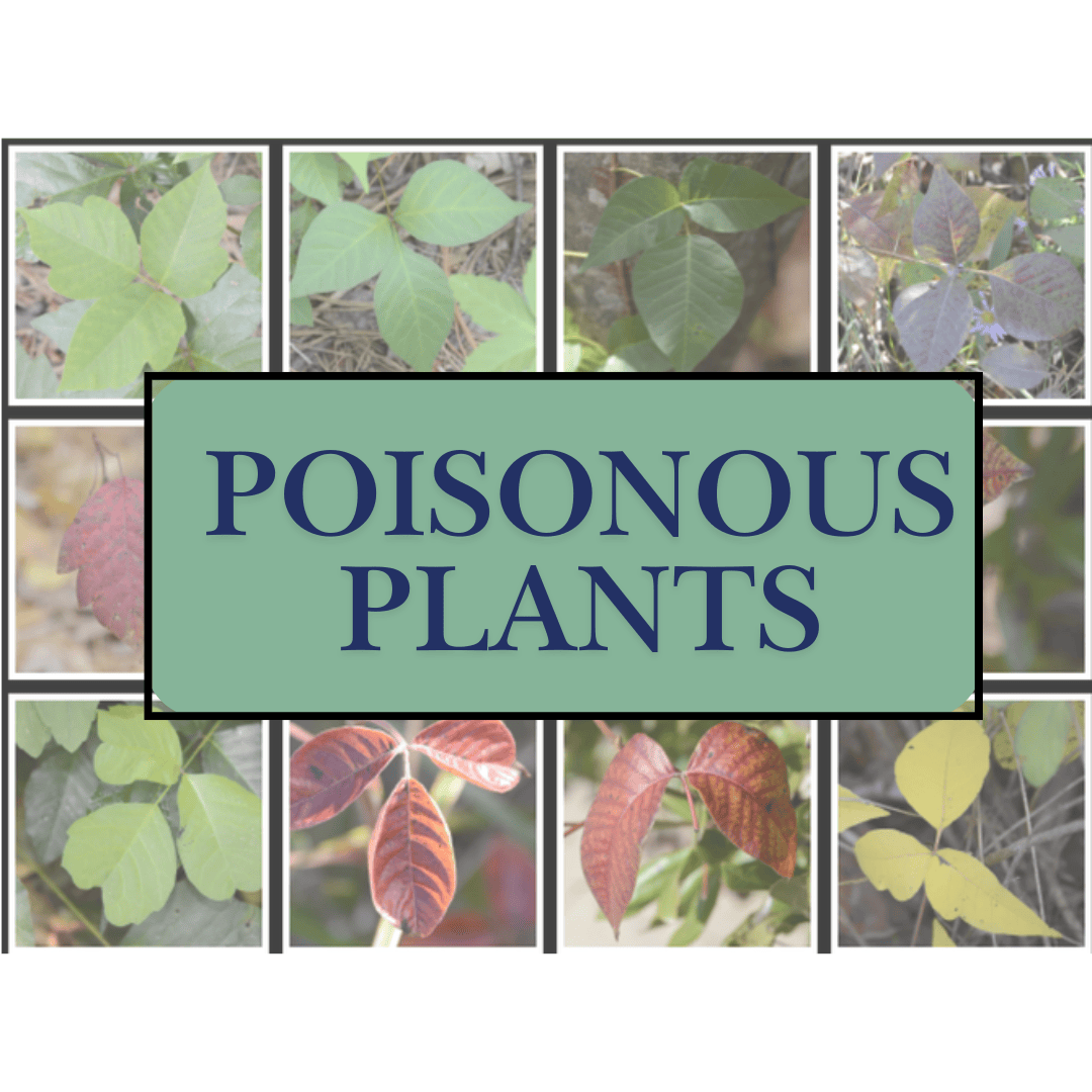 a collage of various leafy plants surrounds a centered sign that reads “poisonous plants” in large blue letters on a green background.