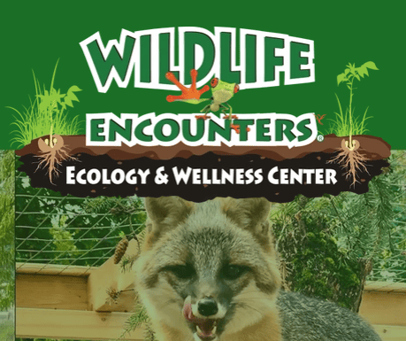 a gray fox stands in an outdoor enclosure below a sign reading "wildlife encounters ecology & wellness center" against a green background.